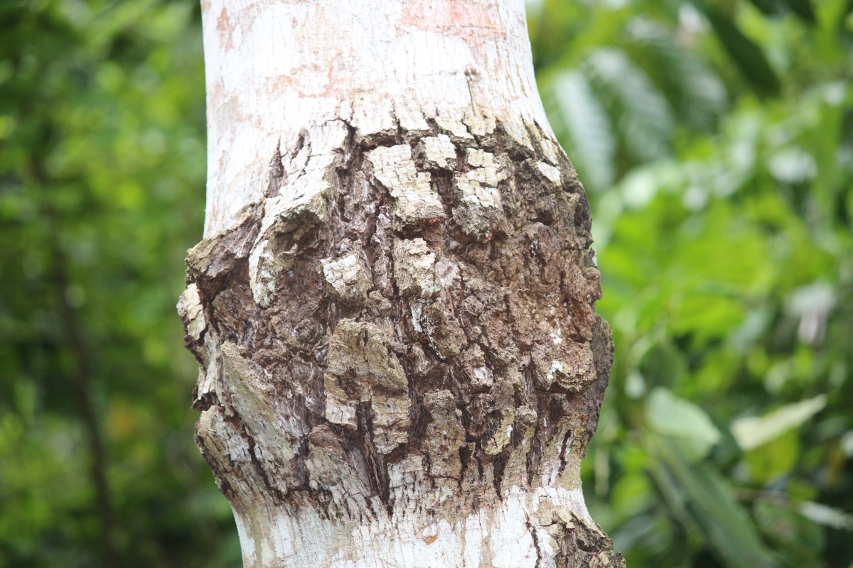 Magnolia champaca (L.) Baill. ex Pierre